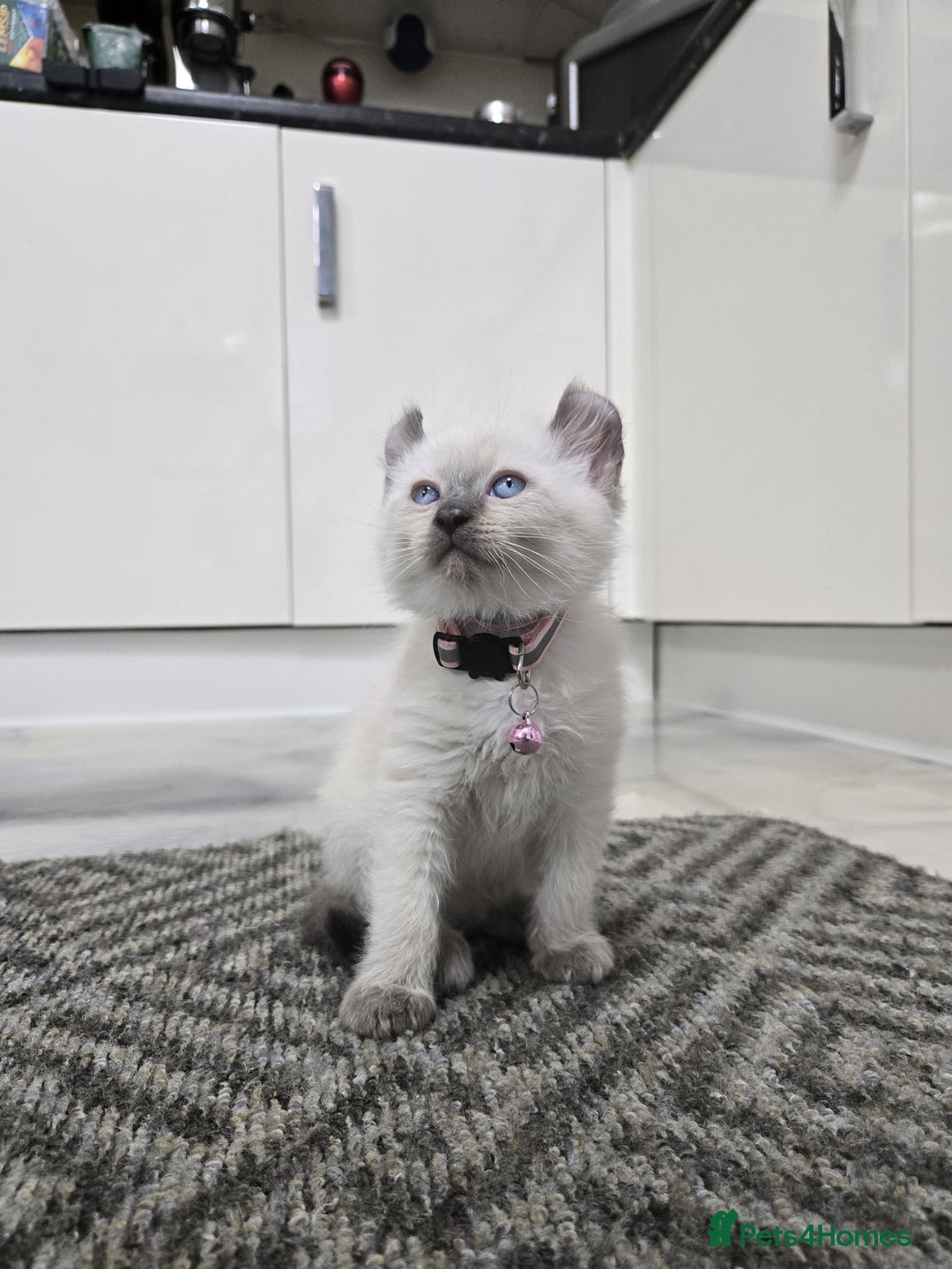 American Curl cats for sale: RARE, Unique, Affectionate American Curl Kittens!  - Advert 7