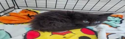 Mixed Breed cats for sale: Gorgeous Loving Kittens Looking for Forever Homes  in Slough - Advert 12