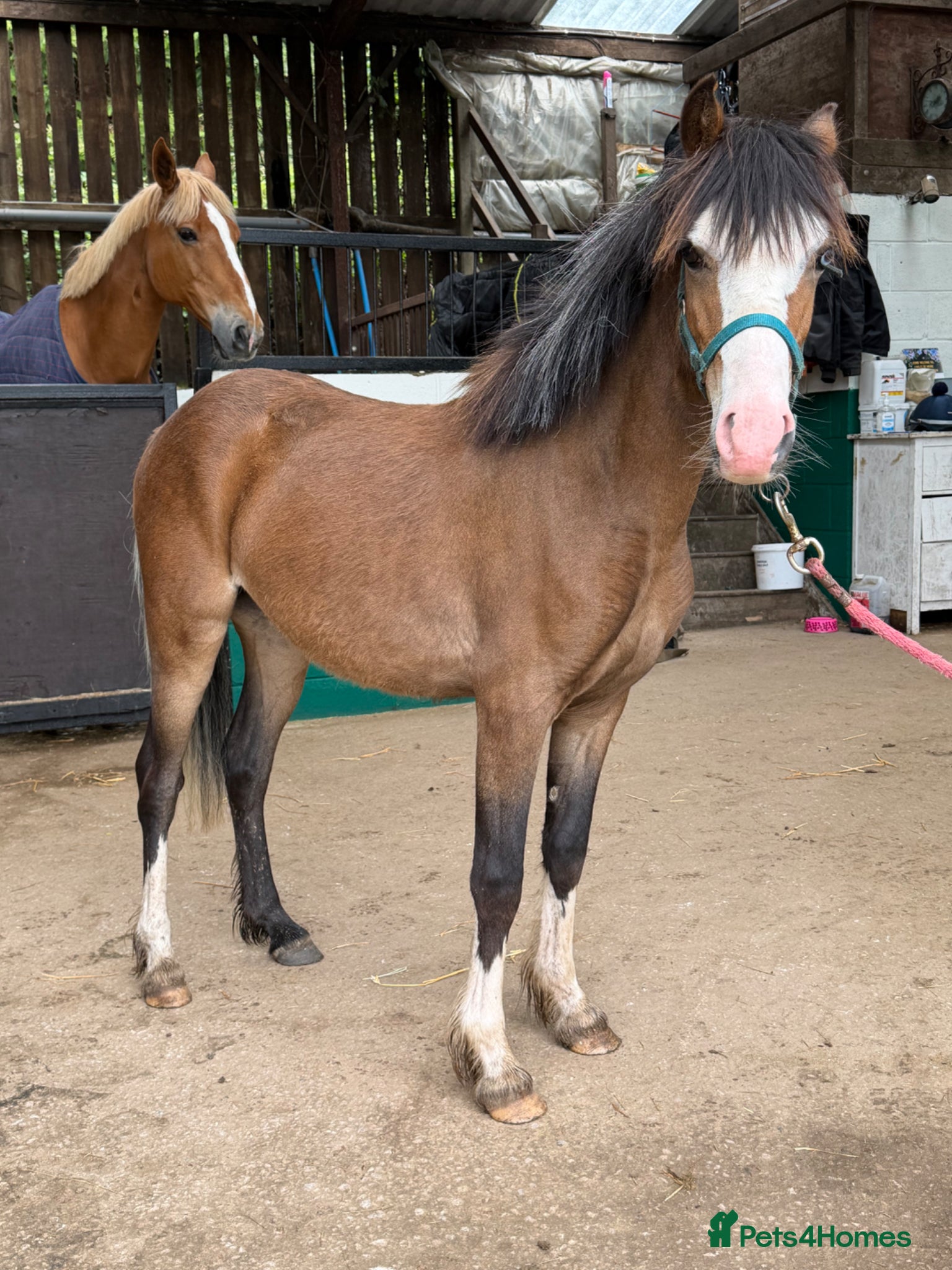Welsh Section C horses Quality Welsh C Youngster  - Advert 13