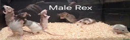 Rat rodents for sale: Baby Dumbo Rat's available, Males & Females  - Advert 18