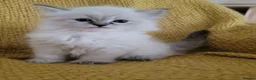 Siberian cats for sale: 💎Championship Line - Last Available Kitten💎 - Advert 22