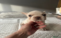 French Bulldog dogs for sale:  French bulldogs  - Advert 35