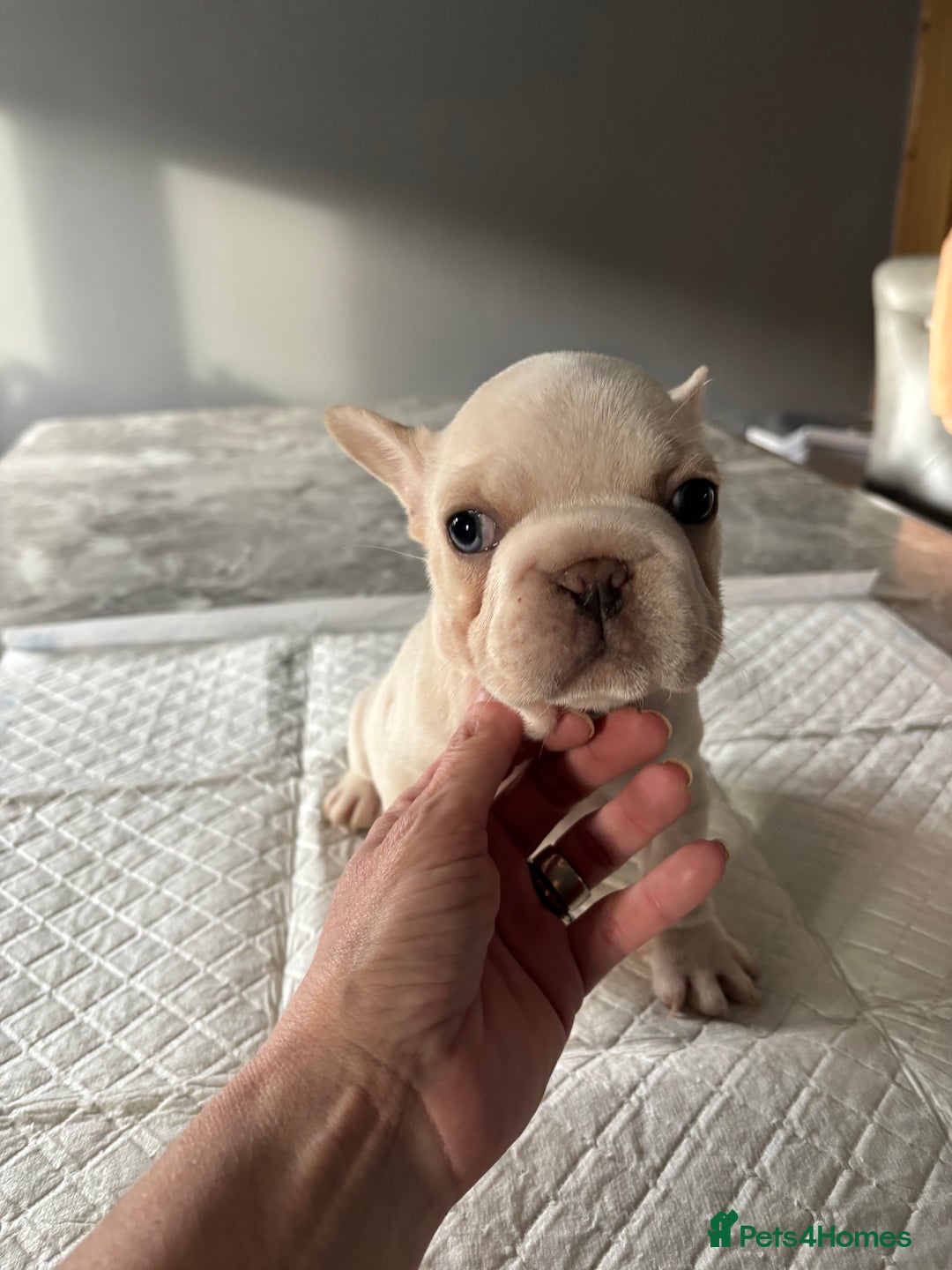 French Bulldog dogs for sale:  French bulldogs  - Advert 35