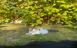 Mixed Breed cats for sale: Mixed fluffy kittens  - Image 6