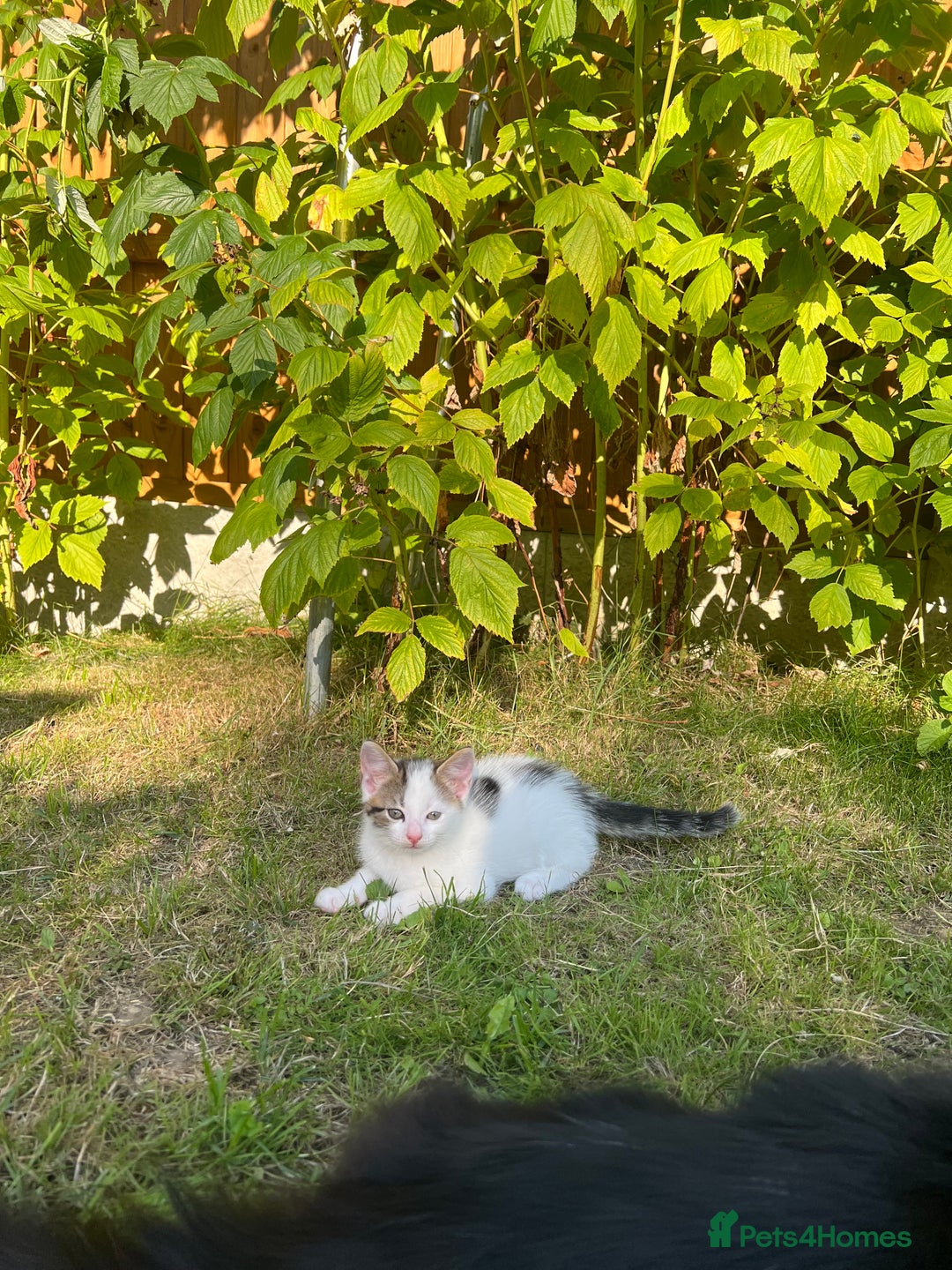 Mixed Breed cats for sale: Mixed fluffy kittens  - Image 6
