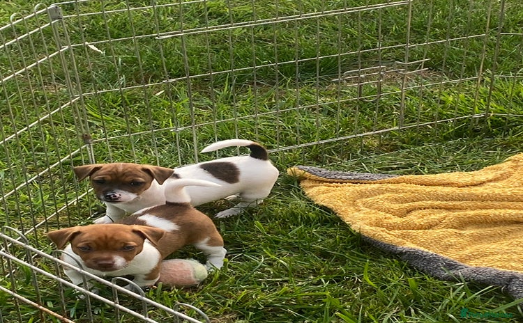 Jack Russell dogs - Advert 1