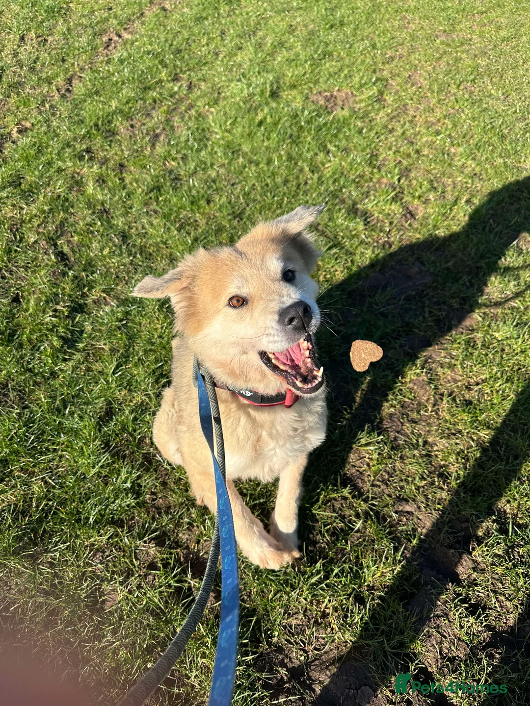 Mixed Breed dogs for adoption: Meet Paddy, currently residing in Cheshire  in Nantwich - Advert 3