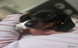 Dachshund dogs for sale: KC Registered Shorthaired dachshunds  - Image 21