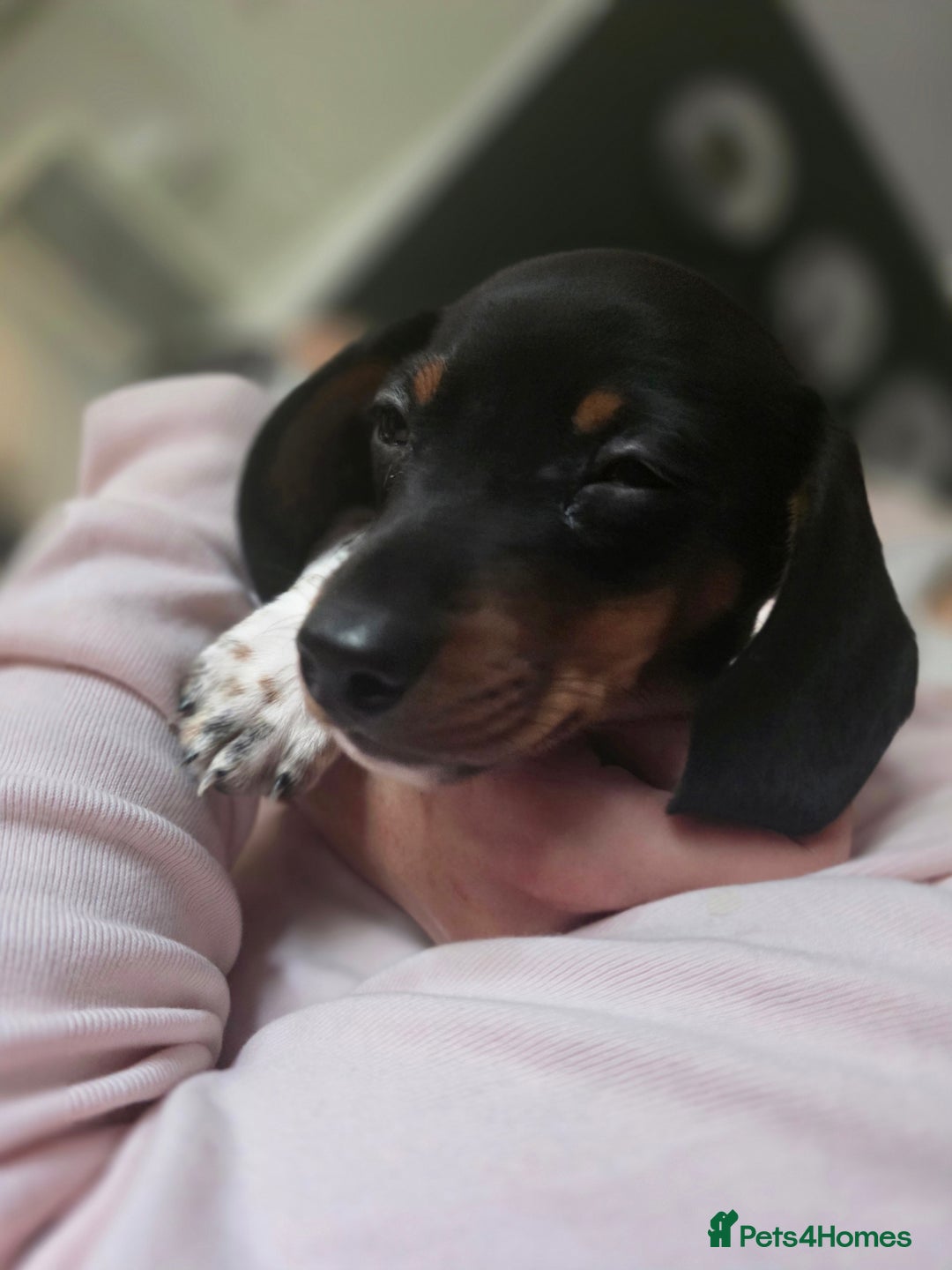 Dachshund dogs for sale: KC Registered Shorthaired dachshunds  - Image 21