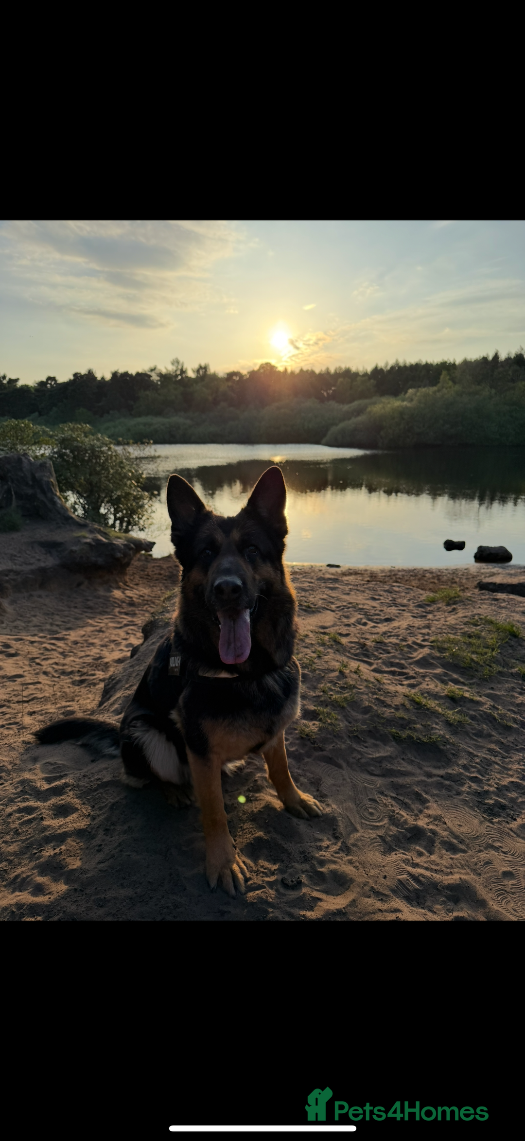 German Shepherd dogs for sale: Luna - 8 Year Old German Shepard - Advert 2
