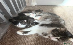 Mixed Breed cats for sale: Kitten for sale  - Image 2