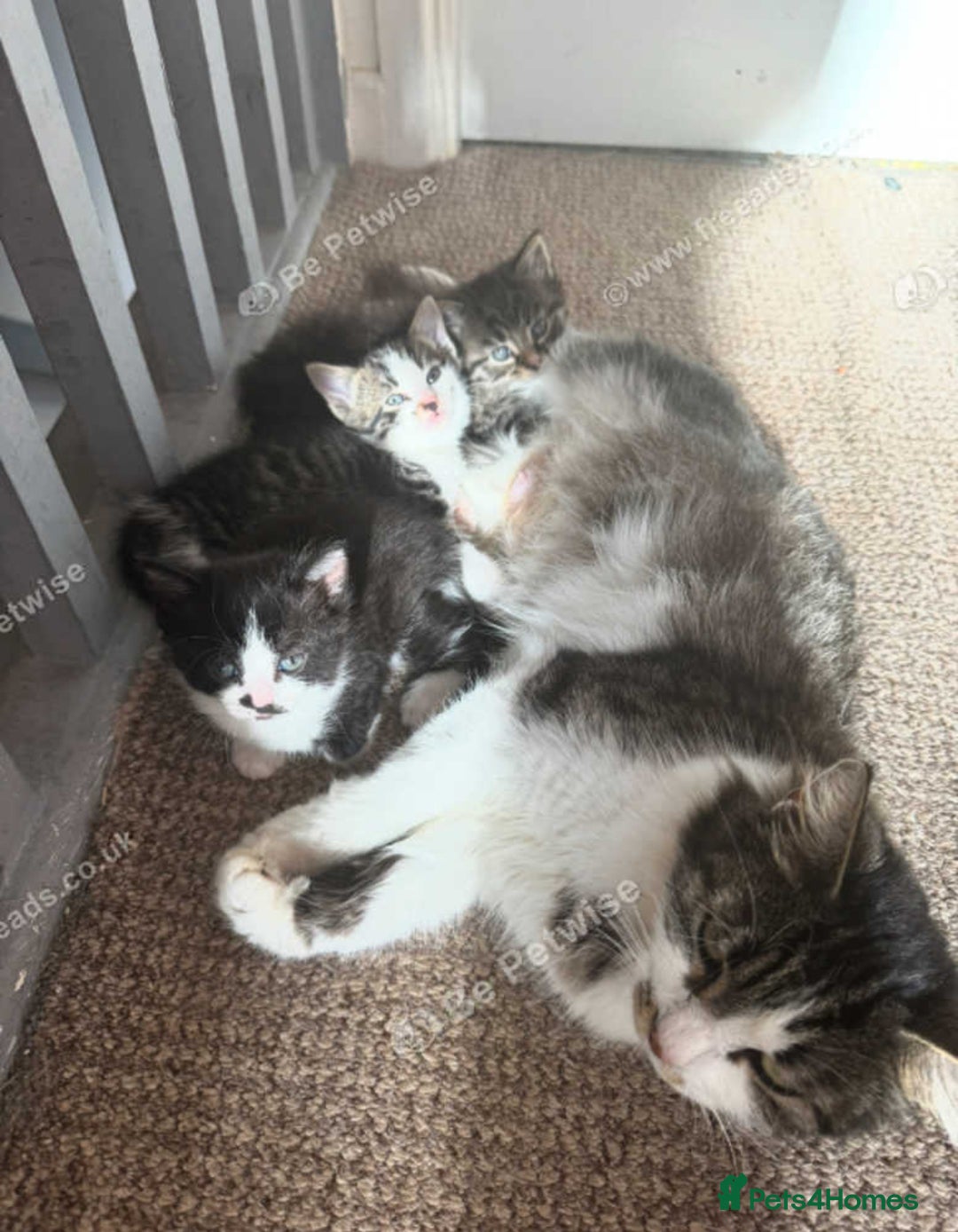 Mixed Breed cats for sale: Kitten for sale  - Image 2