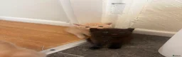 Mixed Breed cats for sale: Exotic kittens  in Portsmouth - Advert 3