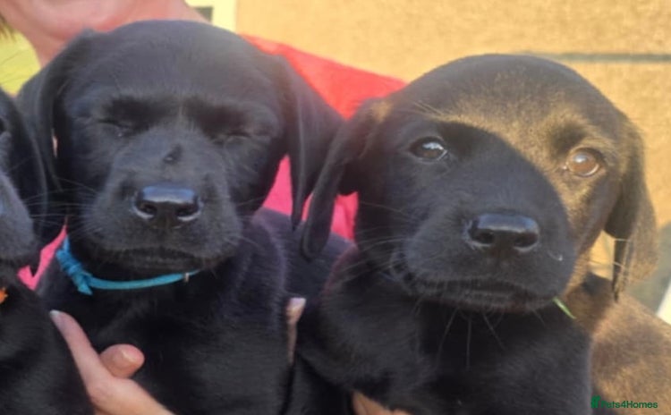 Labrador Retriever dogs - Advert 7