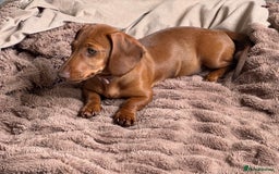 Miniature Dachshund dogs for sale: Beautiful red miniature daschund  - Image 3