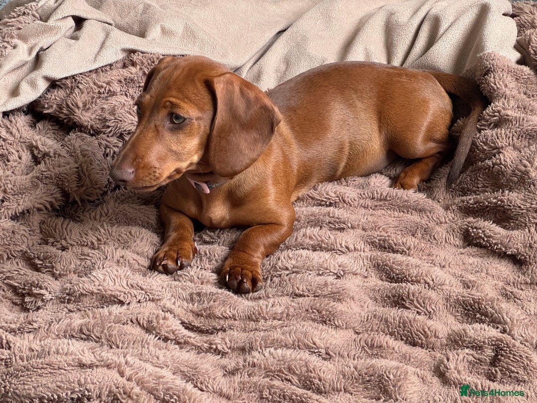 Miniature Dachshund dogs for sale: Beautiful red miniature daschund  - Image 3