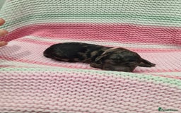 Cockapoo dogs for sale: ADORABLE F2B COCKAPOO PUPPIES 🐶 😍  - Image 18