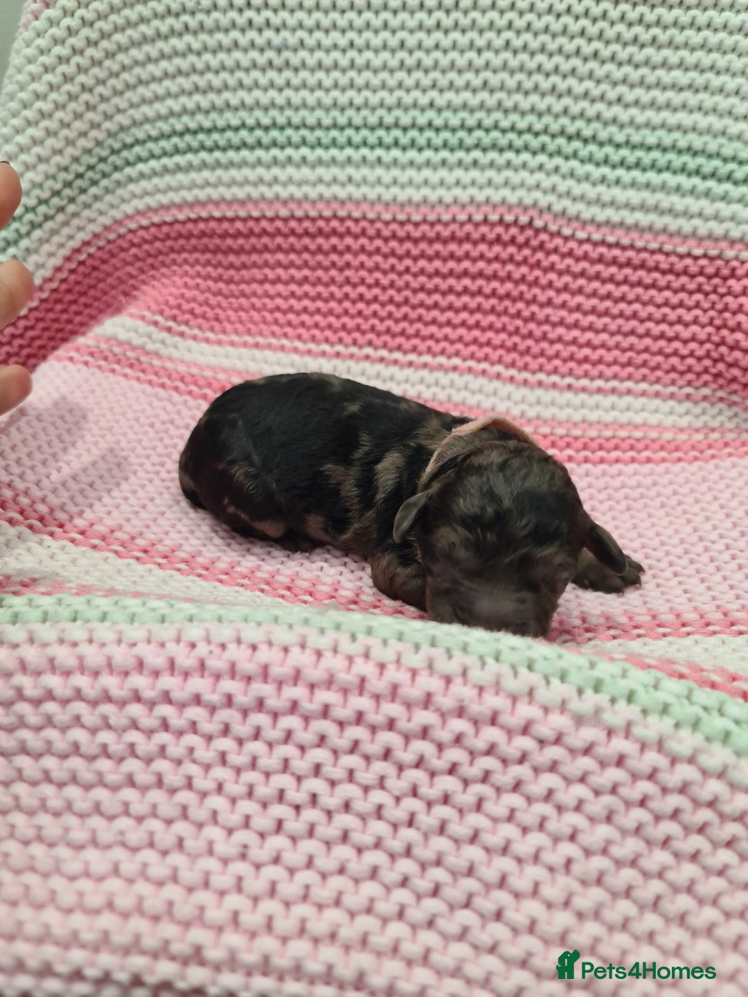Cockapoo dogs for sale: ADORABLE F2B COCKAPOO PUPPIES 🐶 😍  - Image 18