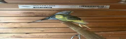 Budgerigars birds for sale: Beautiful young budgies  - Advert 2