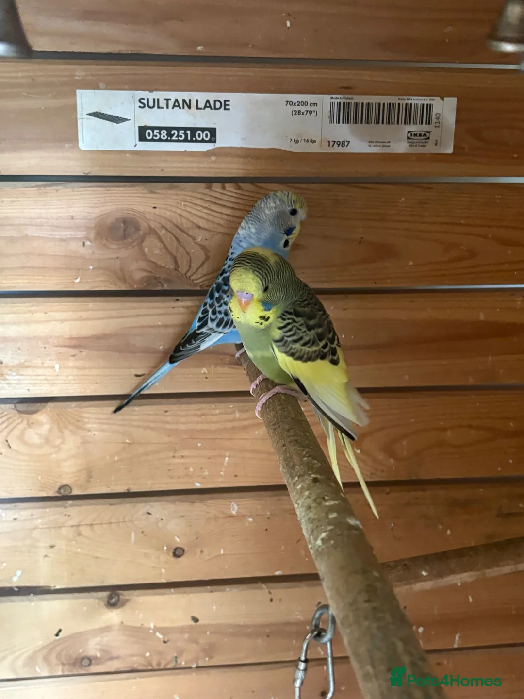 Budgerigars birds for sale: Beautiful young budgies  - Advert 2