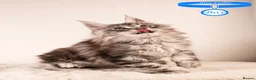 Maine Coon cats for sale: XL Stunning Maine Coon / TICA /Ready - Advert 31