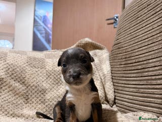 Mixed Breed dogs 🐾Border Collie x Blue Heeler/Ridgeback Pups🐾 - Advert 11