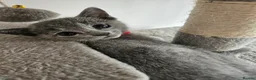 Russian Blue cats for sale: Russian Blue Kittens • TICA Lines - Advert 34