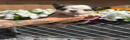French Bulldog dogs for sale: French bulldog puppies  - Advert 30