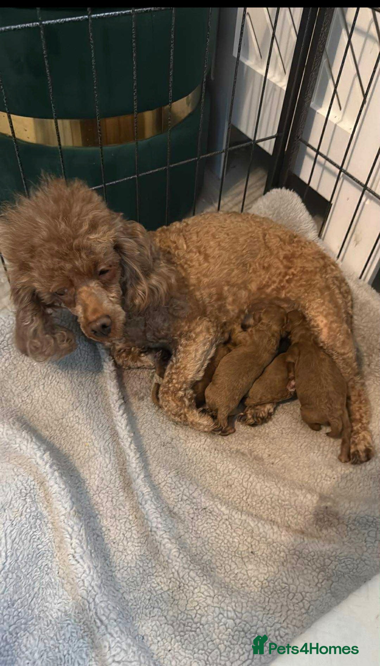 Toy Poodle dogs  deep red toy poodle pups  - Advert 3