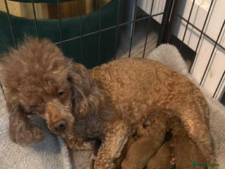 Toy Poodle dogs deep red toy poodle pups - Advert 1