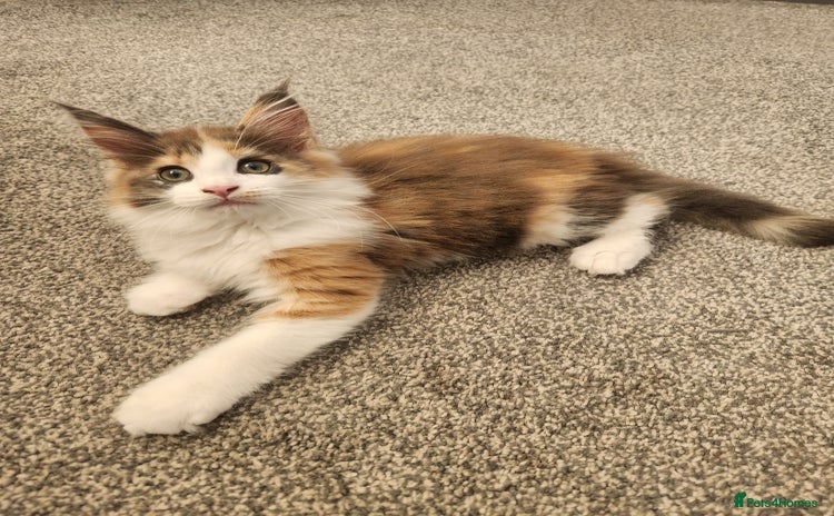 Maine Coon cats - Advert 10
