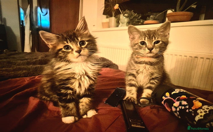 Maine Coon cats - Advert 2