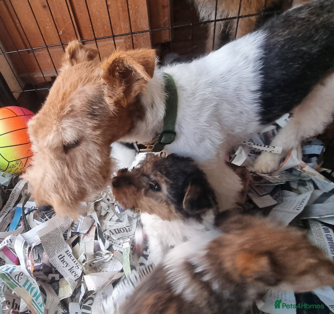 Fox Terrier dogs for sale: KC Wire Fox Terrier puppies for sale - Advert 5