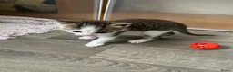 Mixed Breed cats for sale: Four kittens left  - Advert 7