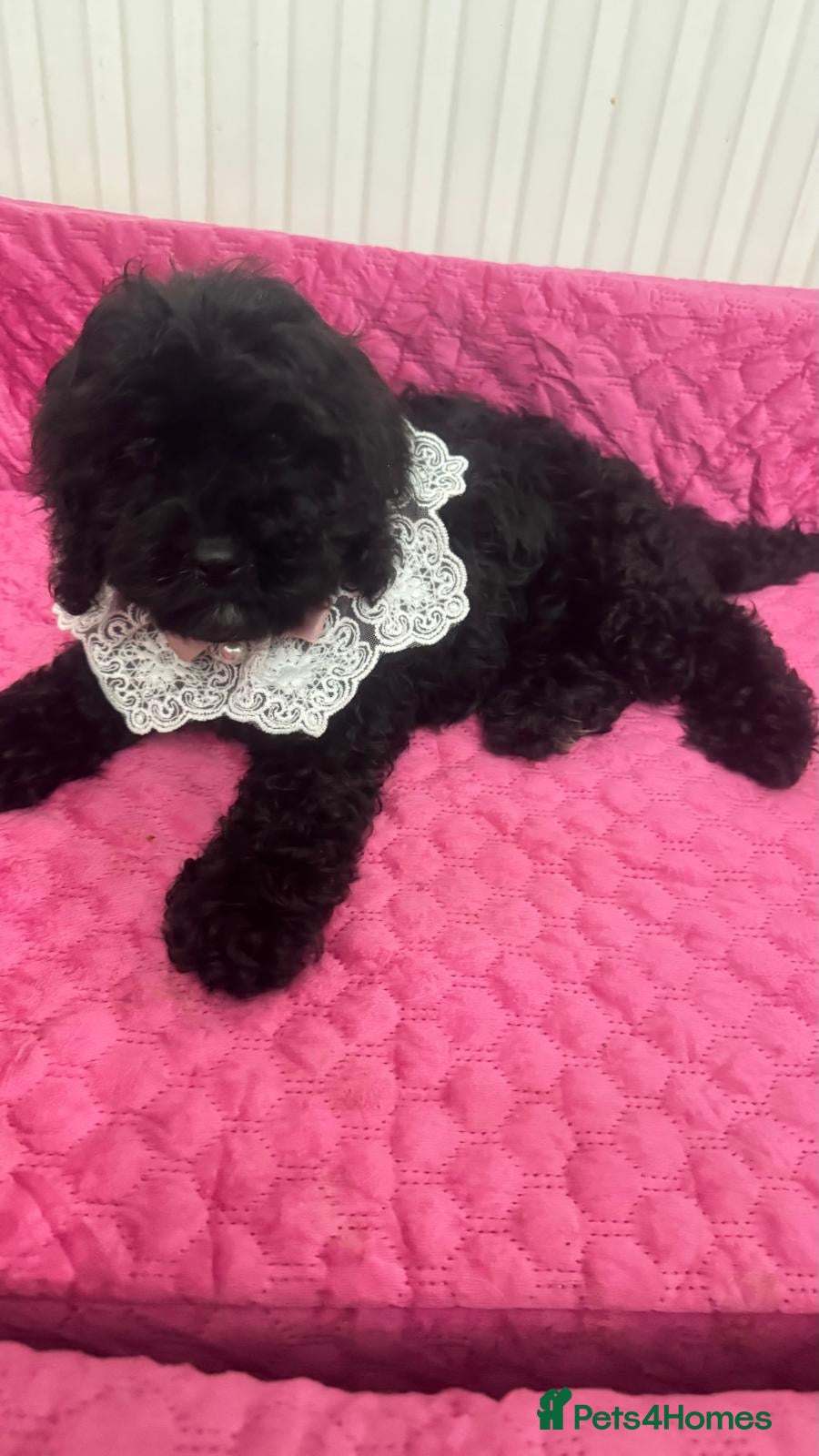Cavapoo dogs Ready now, health tested F1 Cavapoos  - Advert 2