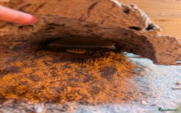 Leopard Gecko reptiles for sale: Beautiful female leopard gecko  - Image 1