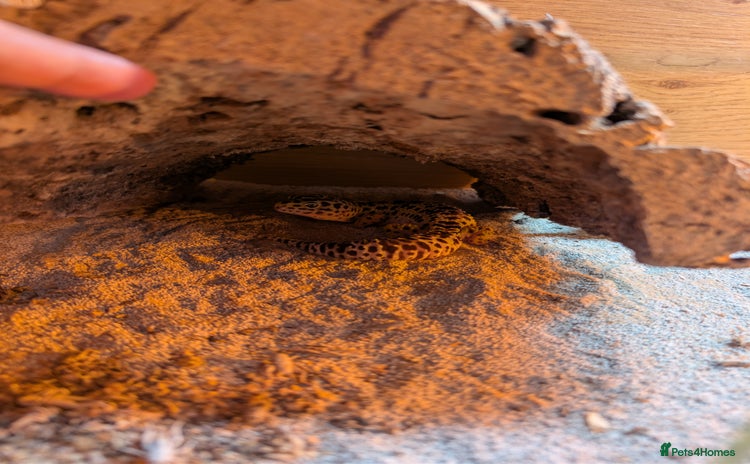 Leopard Gecko reptiles - Advert 1