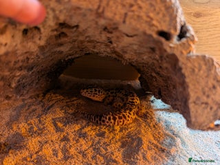 Leopard Gecko reptiles - Advert 14