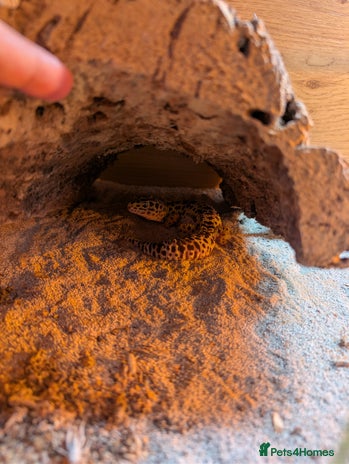 Leopard Gecko reptiles - Advert 1