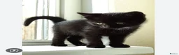 Mixed Breed cats for sale: 5 beautiful kittens for sale  - Advert 4