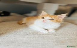 British Longhair cats for sale: British Long Hair Ginger Female  - Image 3