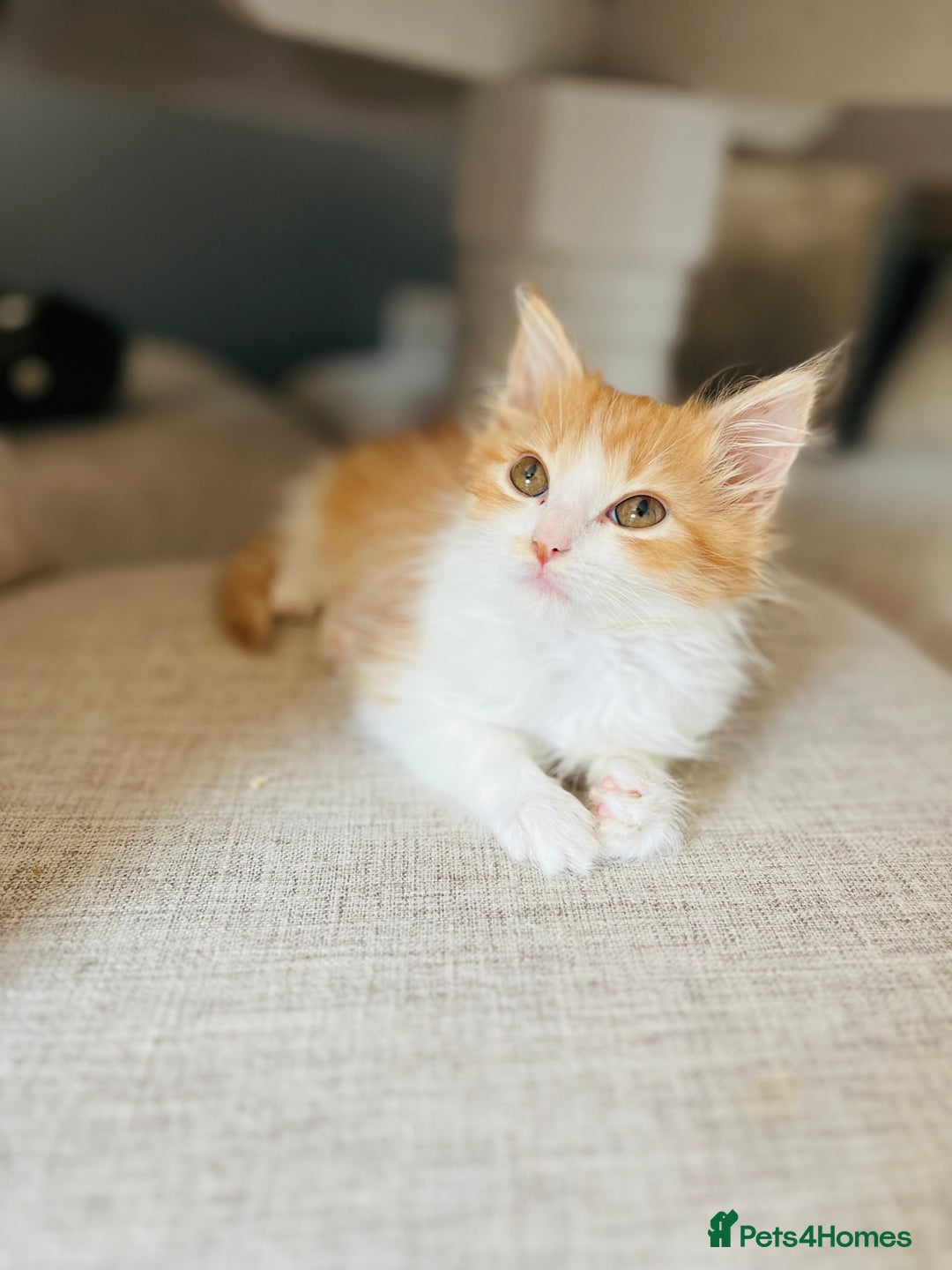 British Longhair cats for sale: British Long Hair Ginger Female  - Image 3