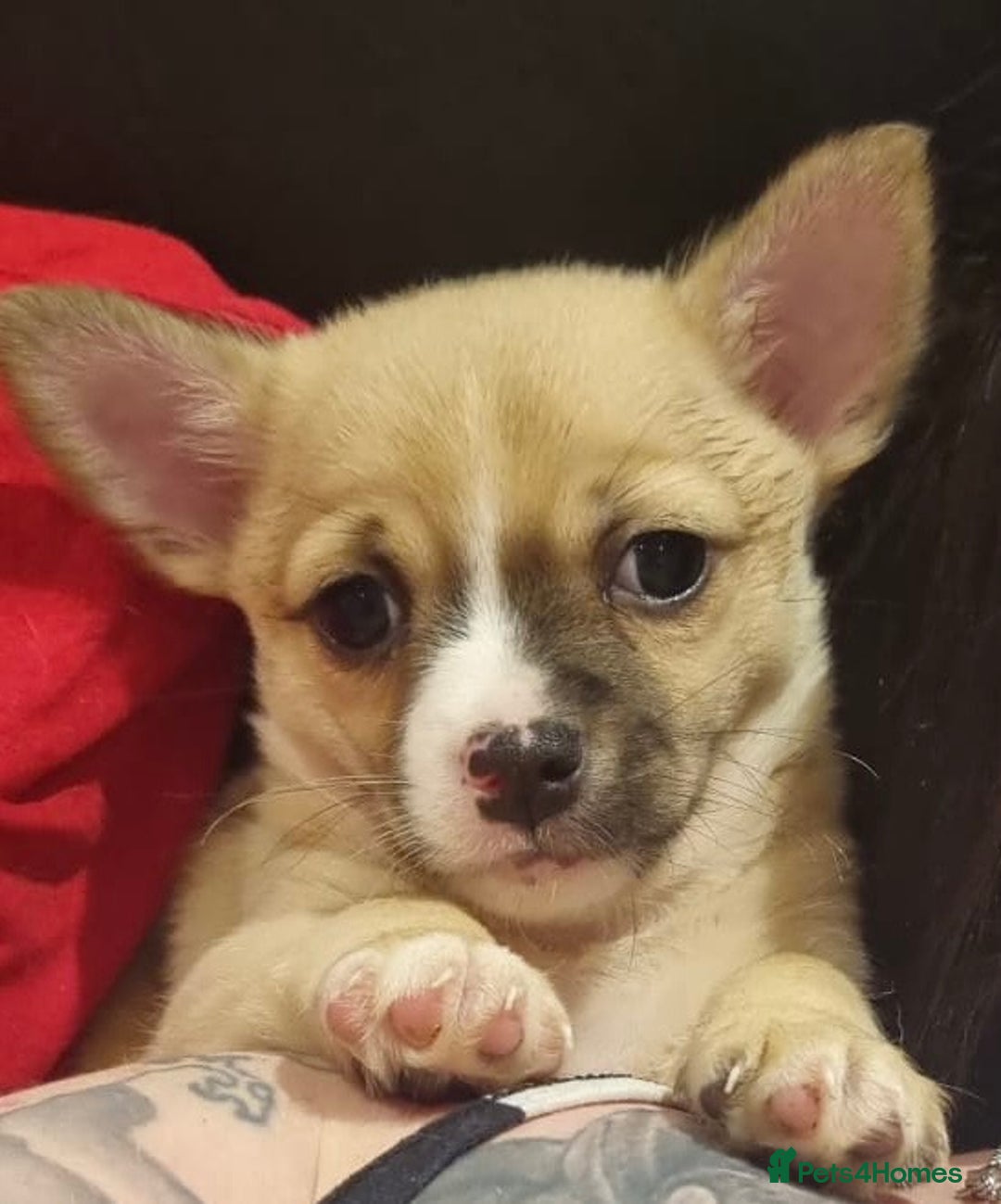 Mixed Breed dogs for sale: Male Jackawawa Puppy - Image 2