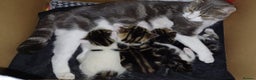 Mixed Breed cats for sale: Ready Tabby & White kitties - Advert 2
