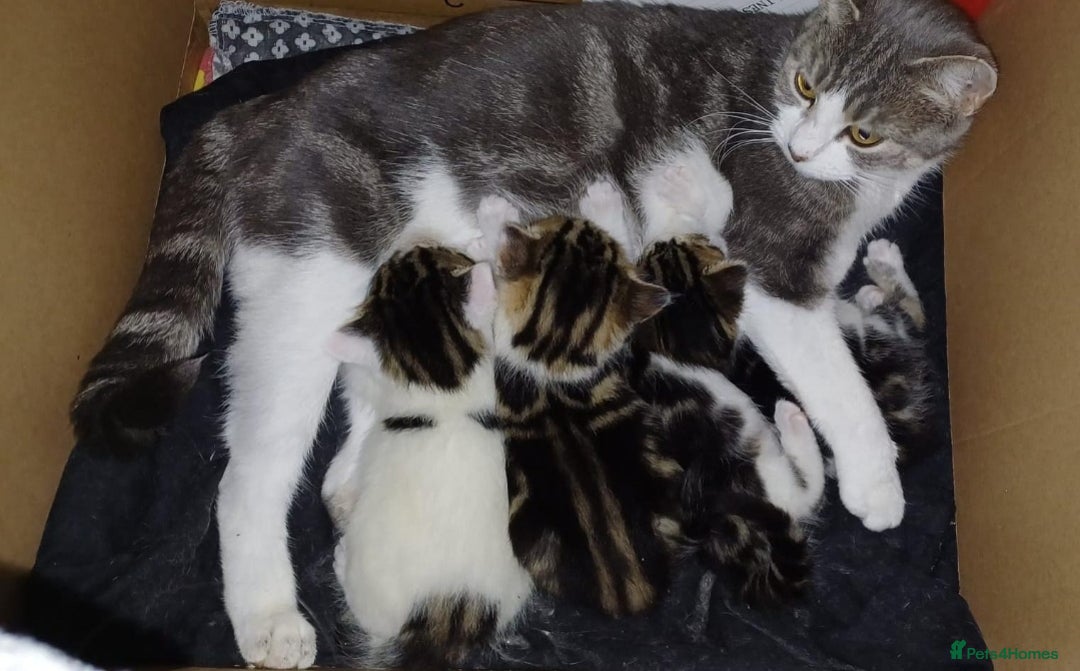 Mixed Breed cats for sale: Ready Tabby & White kitties - Advert 2