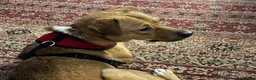 Mixed Breed dogs for adoption: Caesar for adoption in Leighton Buzzard - Advert 4