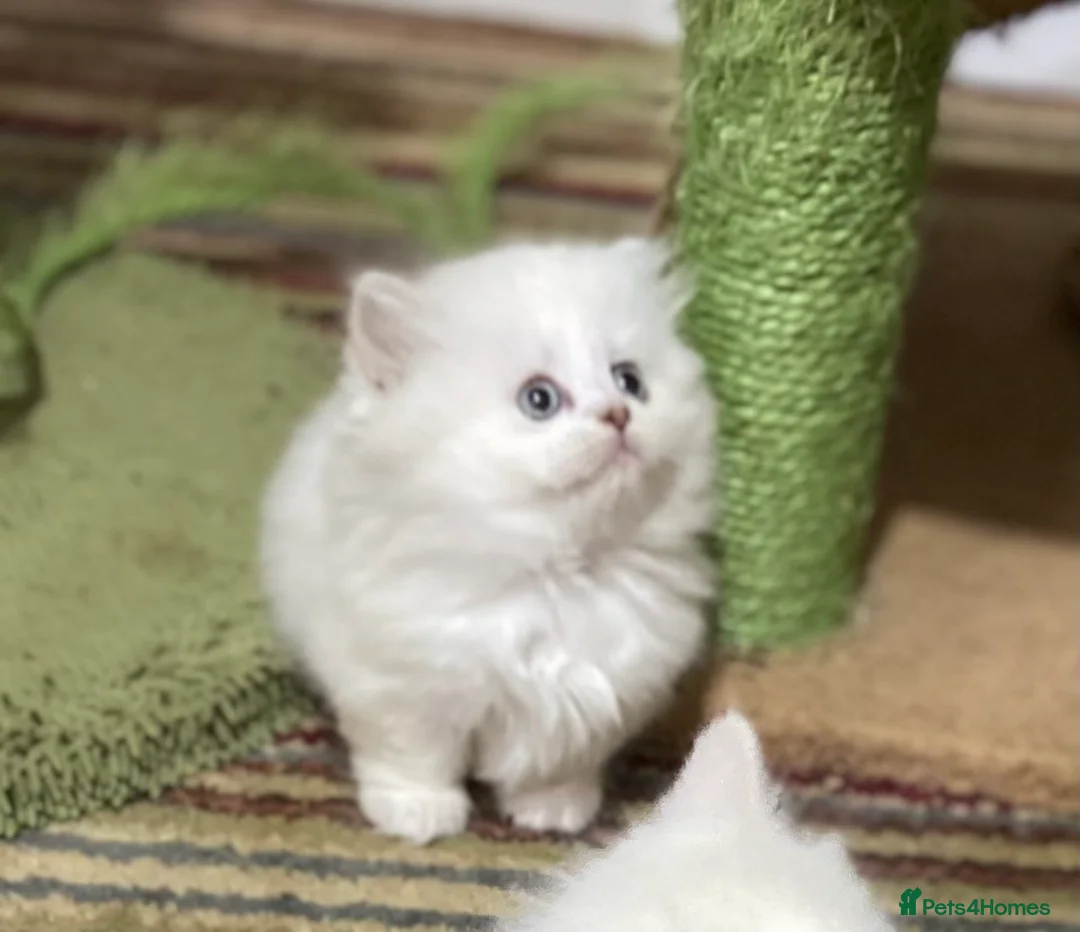 Munchkin cats for sale: 7 weeks old Full Pedigree Munchkin Kittens - Advert 1