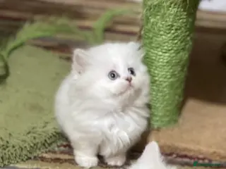 Munchkin cats 7 weeks old Full Pedigree Munchkin Kittens - Advert 13