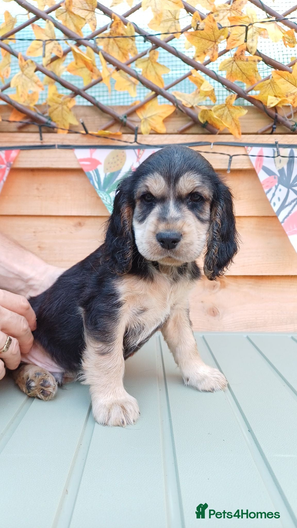 Cocker Spaniel dogs 2 gorgeous boys looking for his forever home - Advert 2