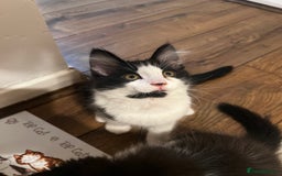 Domestic Shorthair cats for sale: Cute kittens for sale - Image 14